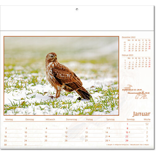 Bildkalender 'Tierwelt' , Papier, 27,00cm x 30,00cm (Höhe x Breite), Bild 2