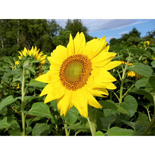 Plant-Tab Mit Samen - Sonnenblume , individuell, Saatgut, Papier, Erde, 5,70cm x 5,70cm (Länge x Breite), Bild 2