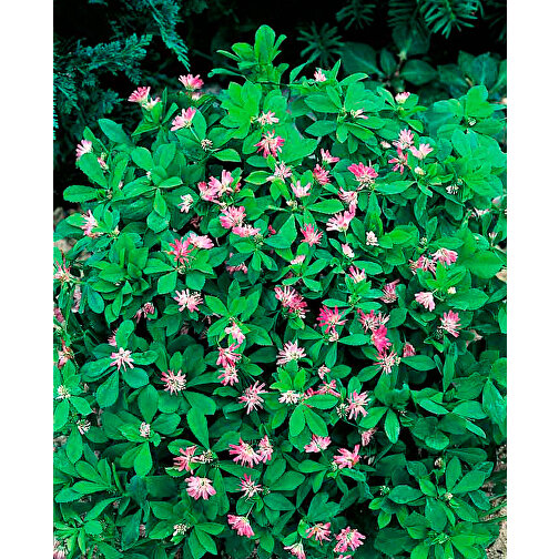 Secchio per piante - Trifoglio persiano, Immagine 2