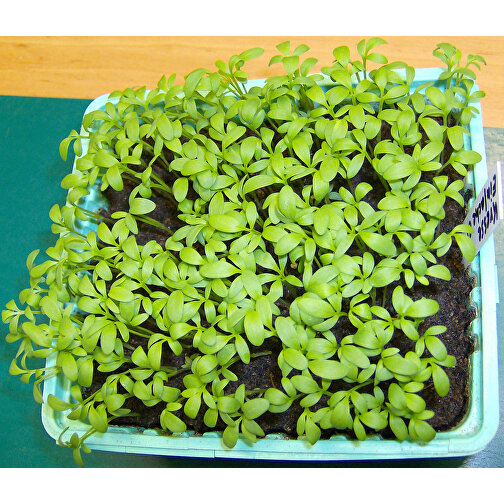 Florero-Töpfchen Mit Samen - Schwarz - Gartenkresse , schwarz, Saatgut, Papier, Erde, Kunststoff, 5,00cm (Höhe), Bild 2