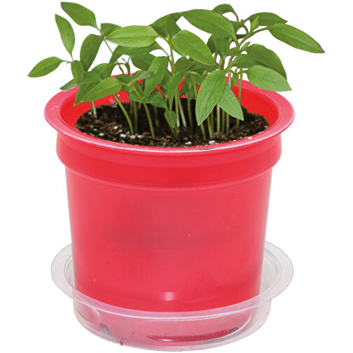 Florero-Töpfchen Mit Samen - Rot - Kräutermischung , rot, Saatgut, Papier, Erde, Kunststoff, 5,00cm (Höhe), Bild 5