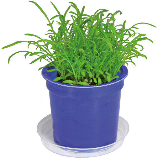 Pot Florero avec graines - bleu - Mélange d herbes aromatiques, Image 5
