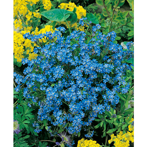 Plant Wood Standard Paper incl. 1 lato laserato - Forget-me-not, Immagine 7