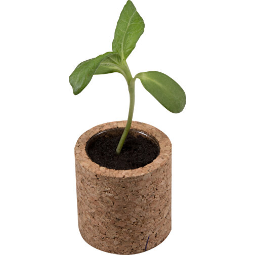 Pot rond en liège avec graines - Thym, Image 2