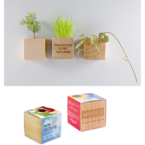 Pot cube bois mini avec aimant avec graines - Cresson de jardin, 2 sites gravés au laser, Image 4