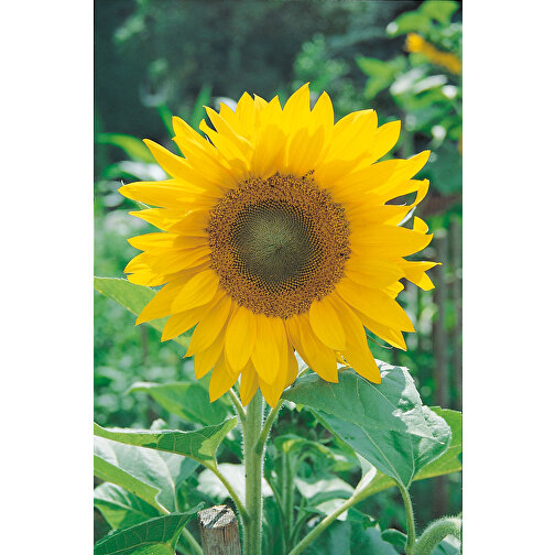 Logo-Töpfchen Überreichverpackung Mit Samen - Sonnenblume , individuell, Ton, Erde ,Saatgut, Papier, 6,10cm x 13,00cm x 4,00cm (Länge x Höhe x Breite), Bild 6
