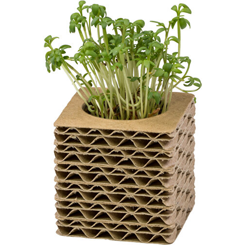 Pot cube mini en carton ondulé avec graines - Mélange d herbes aromatiques, Image 4