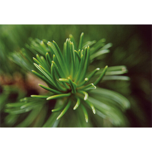 Plantebæger - Spruce, Billede 5