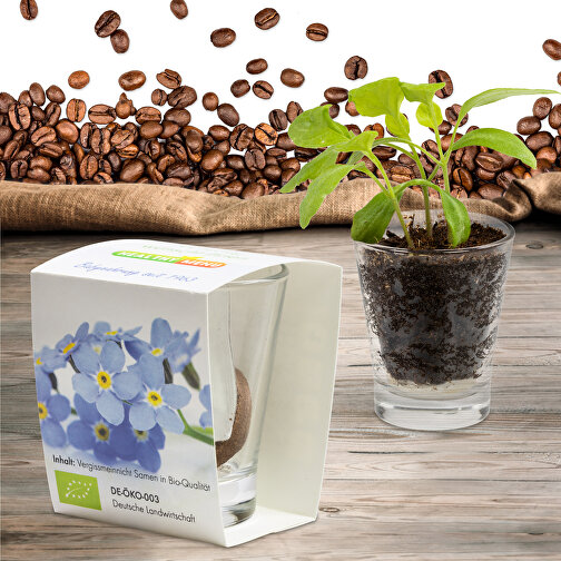 Caffeino-Glas Mit Samen - Sonnenblume , Glas, Erde, Saatgut, Papier, 5,80cm x 7,00cm x 5,80cm (Länge x Höhe x Breite), Bild 4