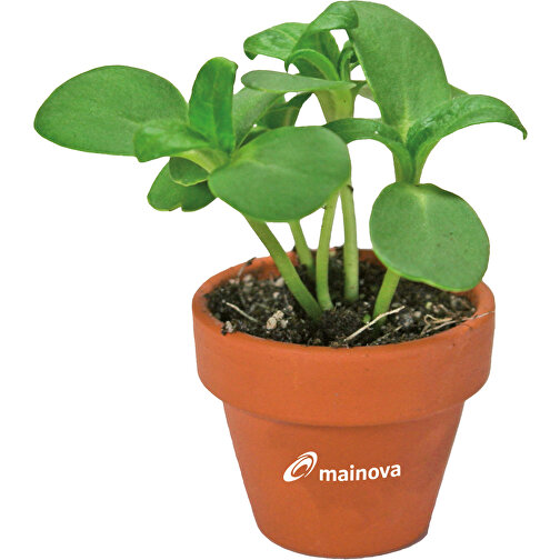 Mini pot terre cuite en fourreau fleur avec graines - Thym - avec marquage en tampographie, Image 2