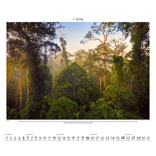 Regenwald (ohne Spendenaufkleber) , Papier, 49,50cm x 60,00cm (Höhe x Breite), Bild 2