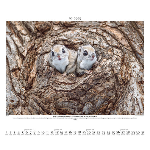 Starke Typen - Wildlife Photography , Papier, 49,50cm x 60,00cm (Höhe x Breite), Bild 11