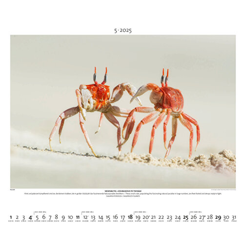 Starke Typen - Wildlife Photography , Papier, 49,50cm x 60,00cm (Höhe x Breite), Bild 6