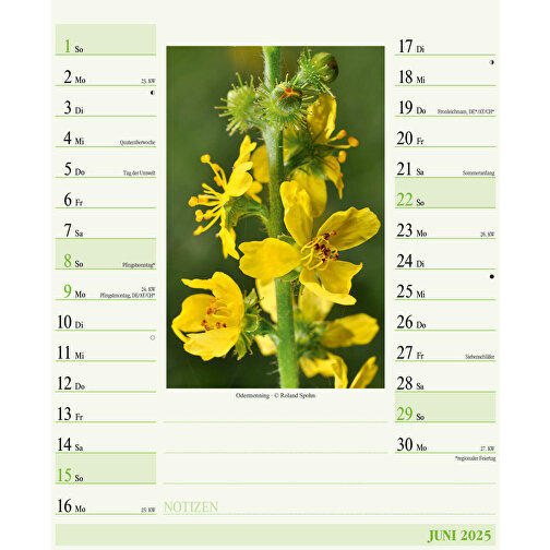 Heilpflanzen , Papier, 32,00cm x 22,00cm (Höhe x Breite), Bild 12