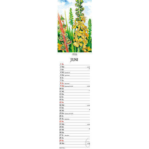 Heilkraft Durch Pflanzen , Papier, 45,80cm x 9,50cm (Höhe x Breite), Bild 12