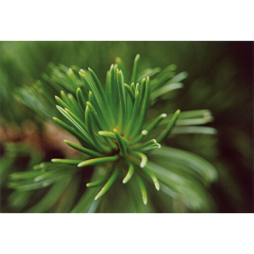 Minifrøpose - græspapir - Spruce, Billede 4