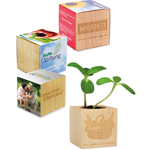 Plant Wood Grass Paper inkl. 2 sidor laserad - Marigold, Bild 1