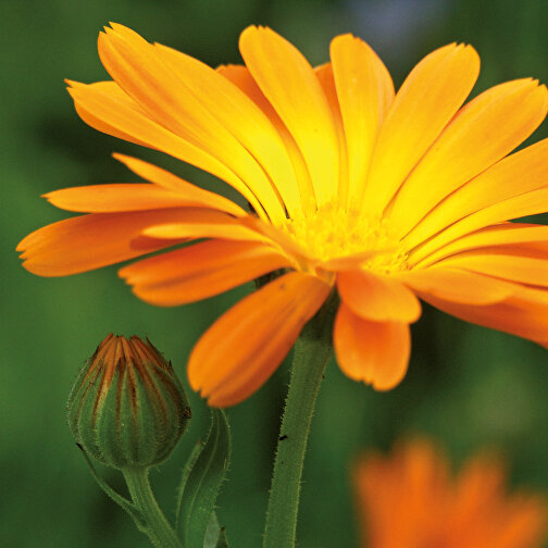 Papel de hierba vegetal incl. 2 caras con láser - Marigold, Imagen 7