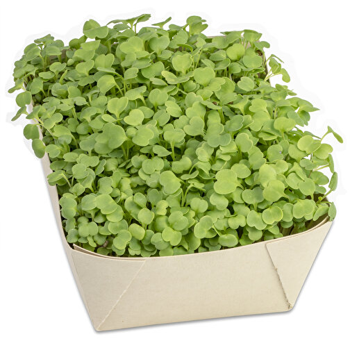 Giardino dei microgreens - rucola da insalata, Immagine 2