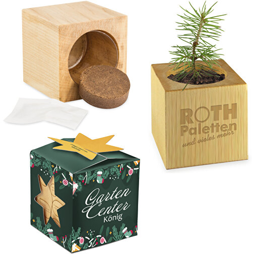 Pot cube bois mini avec graines d épicéa en boite Star-Box - Epicéa, Image 1