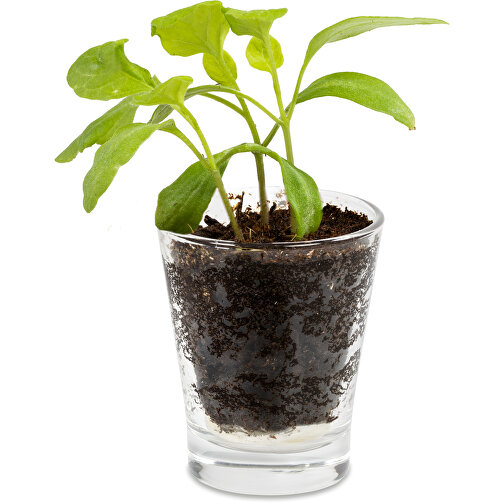 Caffeino-Glas Mit Samen - Sommerblumenmischung , Glas, Erde, Saatgut, Papier, 5,80cm x 7,00cm x 5,80cm (Länge x Höhe x Breite), Bild 3