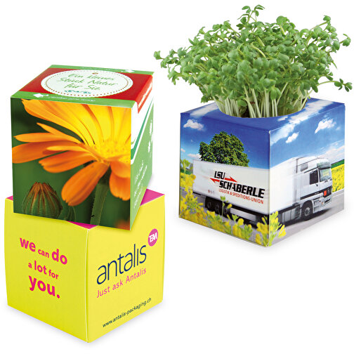 Cube à planter 2.0 avec graines - Souci, Image 1