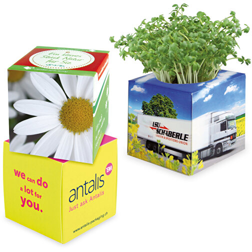Cube à planter 2.0 avec graines - Marguerite, Image 1