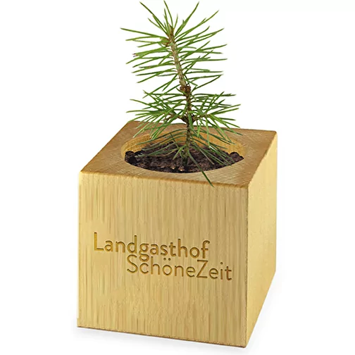Pot cube bois Maxi en boite star-box avec graines - Cresson de jardin, 2 sites gravés au laser, Image 2