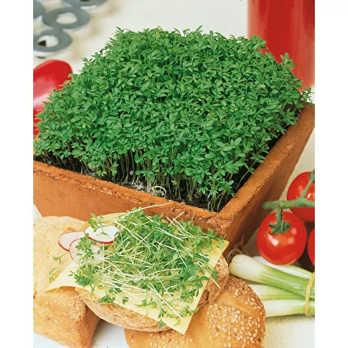 Pot cube bois Maxi en boite star-box avec graines - Cresson de jardin, 2 sites gravés au laser, Image 5