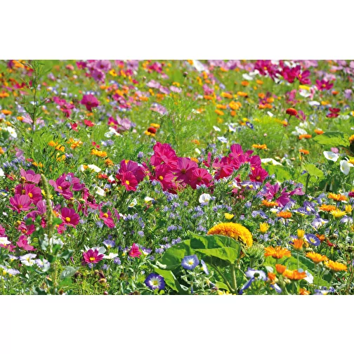 Pot cube bois Maxi en boite star-box avec graines - Mélange de fleurs d été, 1 sites gravés au , Image 5