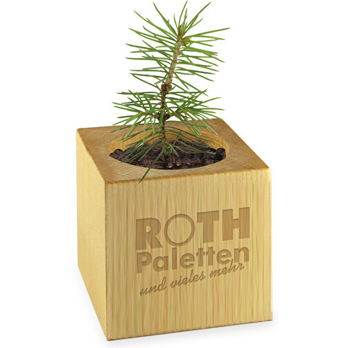 Plant Wood Star Box - Krydderpepper, 2 sider laserskåret, Bilde 2