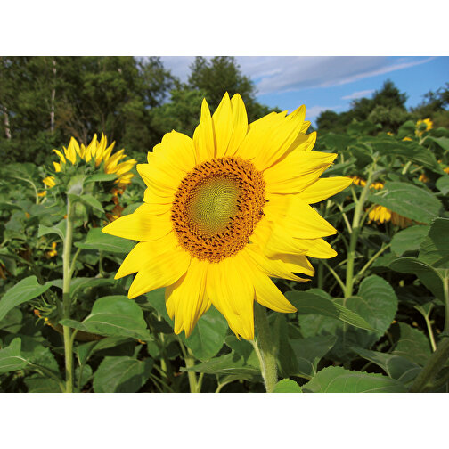 Cassetta di legno per piante - Girasole, 1 lato laserato, Immagine 5