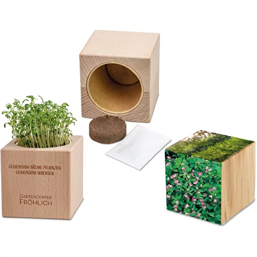 Plante-bois Grande avec graines - Trèfle persan, Image 1