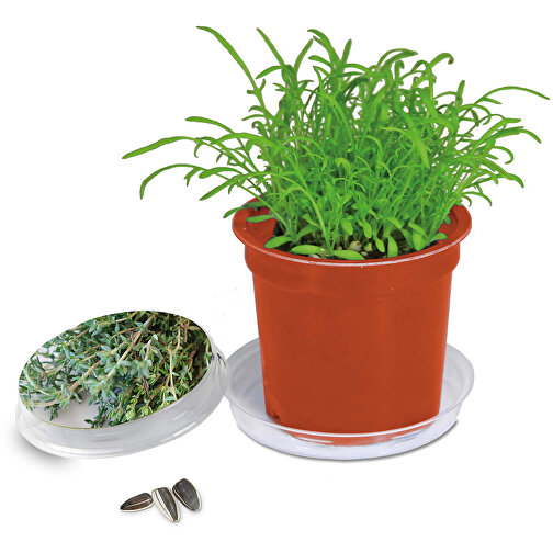 Pot Florero avec graines - terre cuite- Thym, Image 1