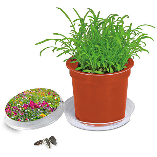 Pot Florero avec graines - terre cuite- Mélange de fleurs d été, Image 1