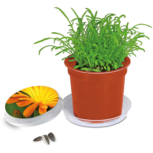 Pot Florero avec graines - terre cuite- Souci, Image 1