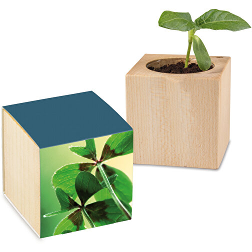 Pot cube avec graines - Bulbes de trèfle à 4 feuilles, Image 1