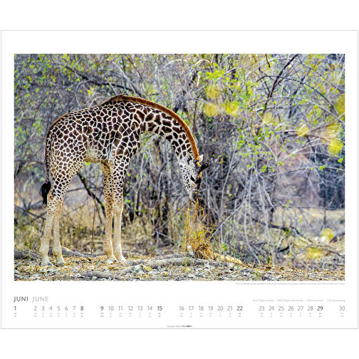 African Wildlife , Papier, 55,00cm x 46,00cm (Länge x Breite), Bild 7