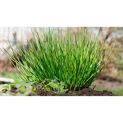 Plantación de madera con semillas (banda de papel de hierba) - Cebollino, Imagen 3