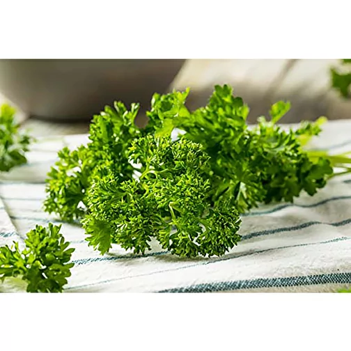 Plante-bois Grande avec graines - Persil, 2 sites gravés au laser, Image 5