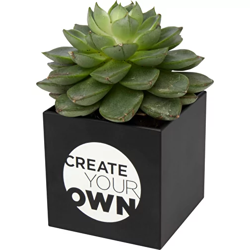 Vaso in alluminio con pianta, cactus Hey Pots, Immagine 5