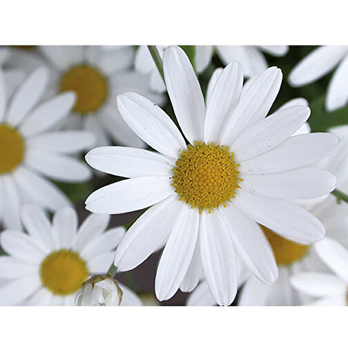 Planteheksagon i træ med frø - marguerit, 1 side laserskåret, Billede 5