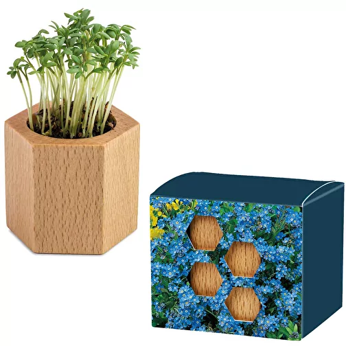 Bois à planter Hexagon avec graines - Myosotis, Image 1