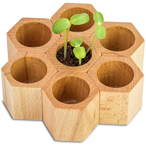 Hexagone à planter avec graines - Thym, Image 3