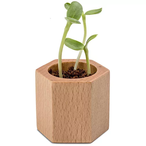 Hexagone à planter avec graines - Basilic, Image 2