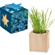 Myosotis
