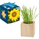 Tournesol