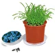 Myosotis
