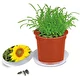 Tournesol